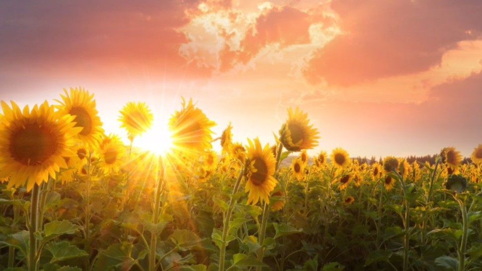 الرصد الجوّي: الاعتدال الربيعي يوم 20 مارس على الساعة 16:45