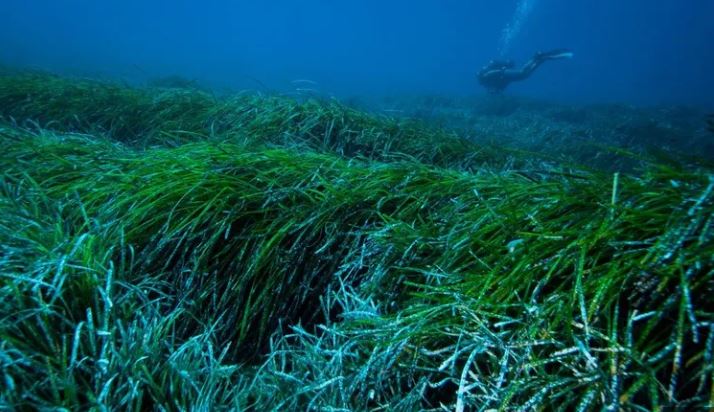 بيئة: نحو إعداد خارطة طريق وطنية لحماية واستعادة معشبات البوسيدونيا في تونس