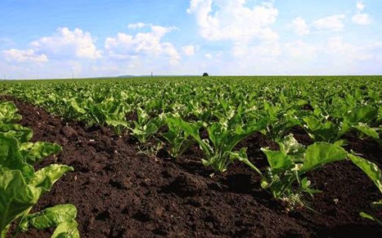 جندوبة: لجنة متابعة زراعة اللفت السكري تدعو إلى تلافي النقائص المسجلة بمزارع الفلاحين