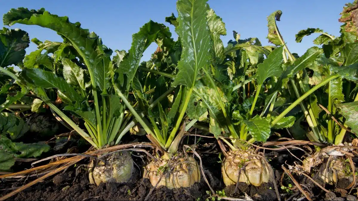 Jendouba : la relance de la culture de la betterave à sucre se poursuit 