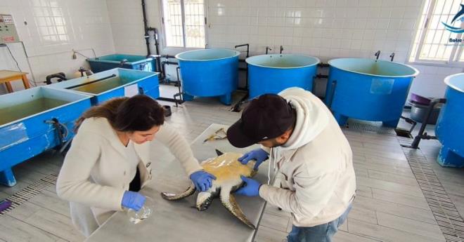 جمعية أزرقنا الكبير:إنقاذ سلحفاة خضراء  بخليج المنستير