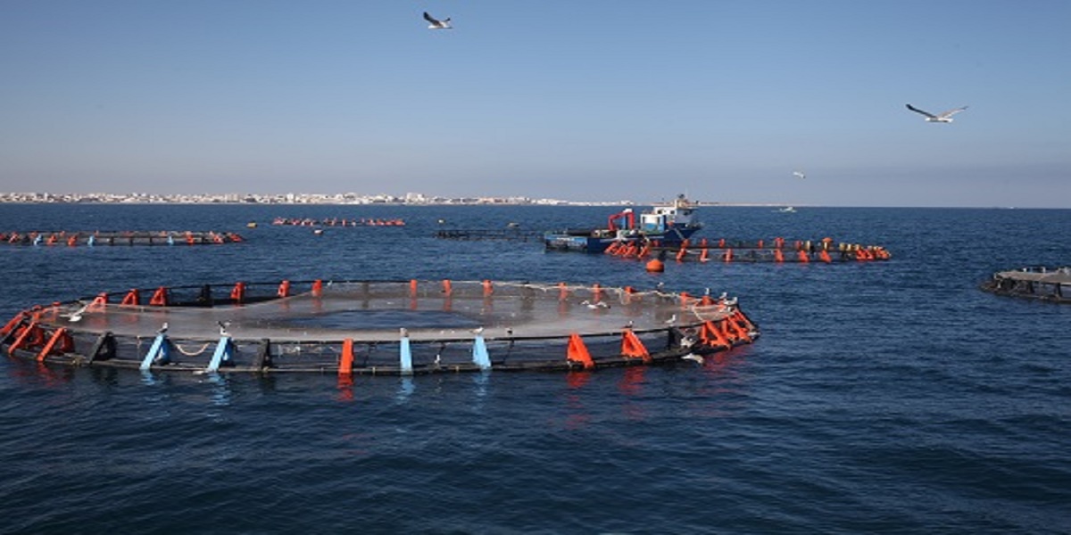 قطاع الصيد البحري وتربية الأحياء المائية في تونس: استثمارات وإصلاحات لدعم الاقتصاد الأزرق