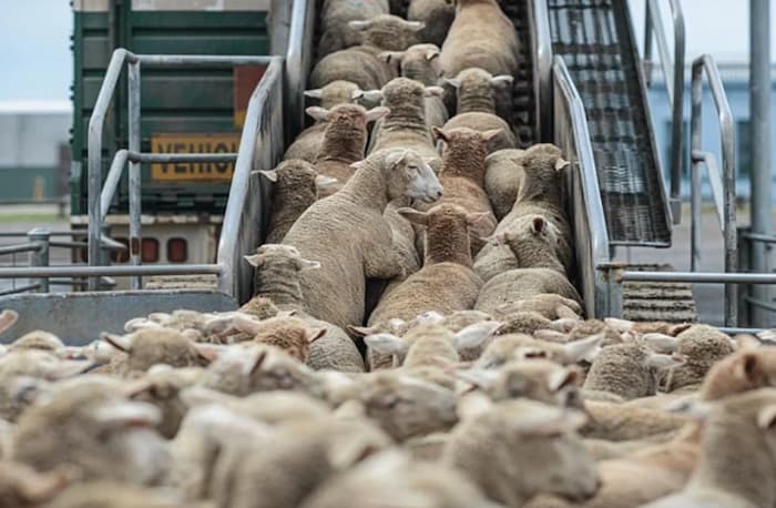 وزير التجارة:تم نشر طلب عروض لعملية توريد الخرفان الحية وسيقع بيعها جميعا بالميزان