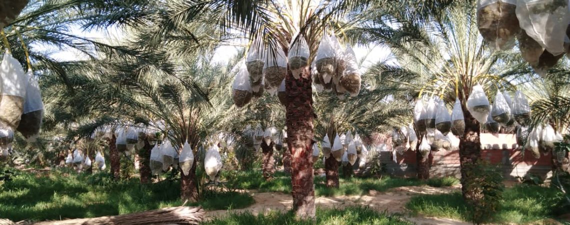 توزر: تعزيز تأقلم الواحات التقليدية مع التغيرات المناخية