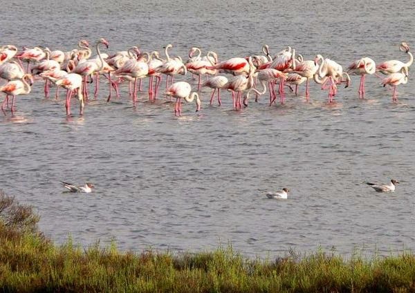 من 24 الى 26 مارس: تنظيم لقاء "المجتمع المدني والمناطق الرطبة" 