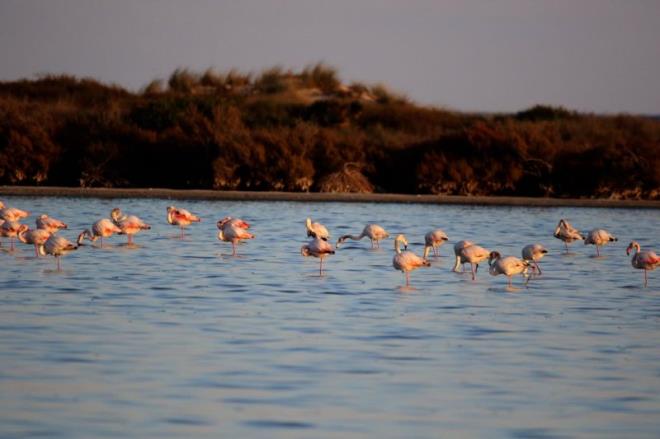 لقاء "المجتمع المدني والمناطق الرطبة" المتوسطي من 24 الى 26 مارس 2026 بتونس