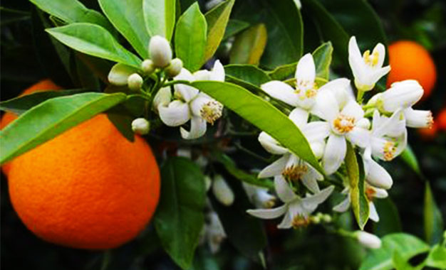 À Nabeul, le parfum envoûtant de la fleur de bigaradier annonce le printemps