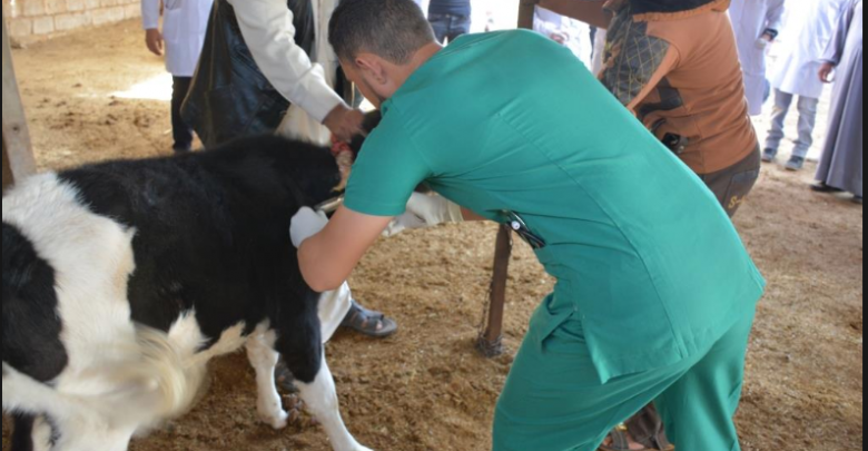 عميد الأطباء البيطريين يؤكد أن القضاء على السل العقدي ممكن عبر تكريس مفهوم الصحة الواحدة