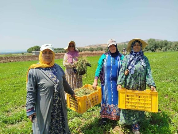 المجمع النسائي خيرات الشهدة بلطة بوعوان يتحصل على الميدالية الذهبية لأحسن منتوج وطني في انتاج الطماطم المجففة في الدورة الخامسة للمناظرة التونسية للمنتوجات المحلية الفلاحية
