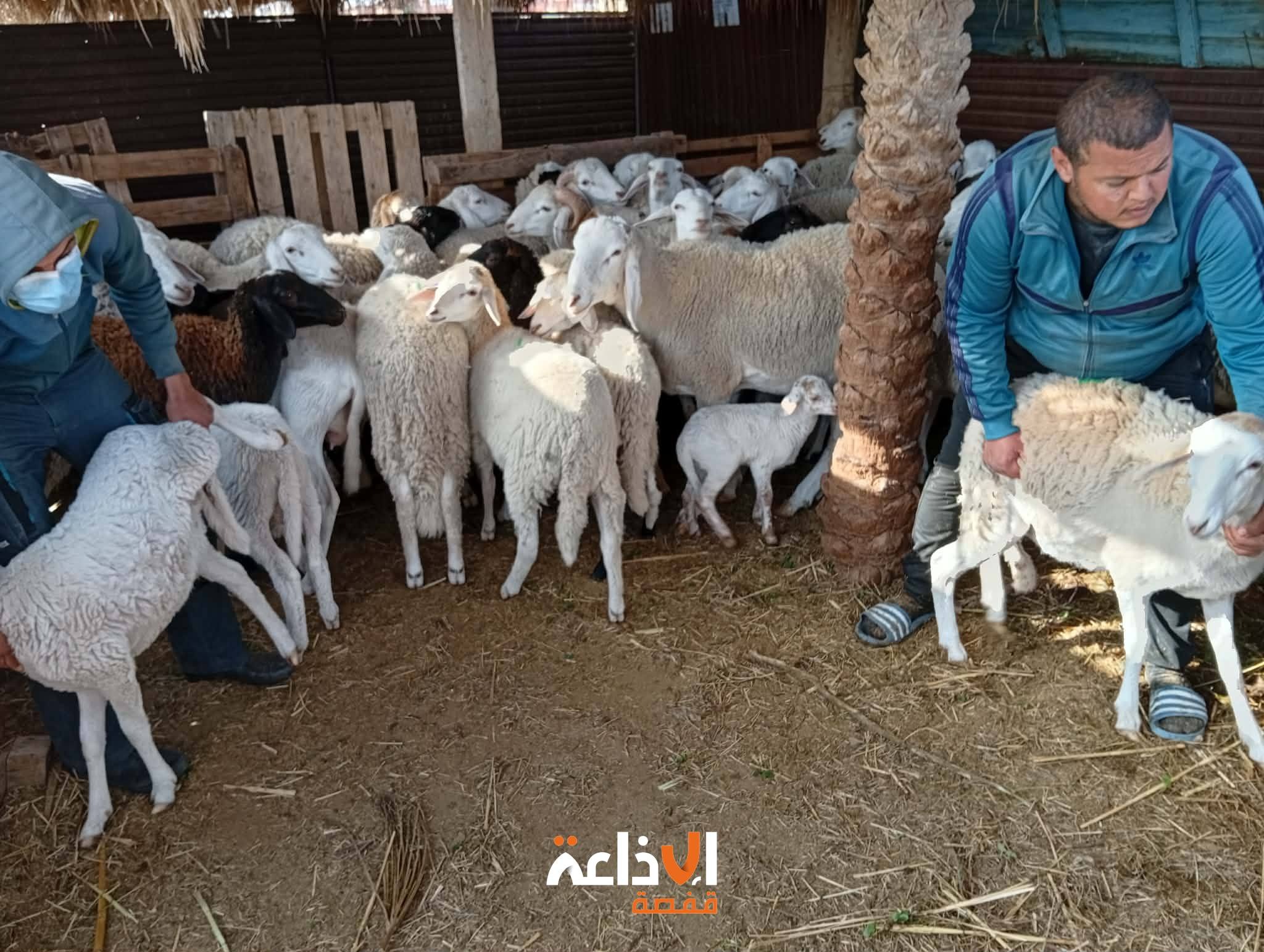 توزر: يوم تحسيسي إعلامي لفائدة مربي المجترات الصغرى استعدادا لموسم سفاد الأغنام