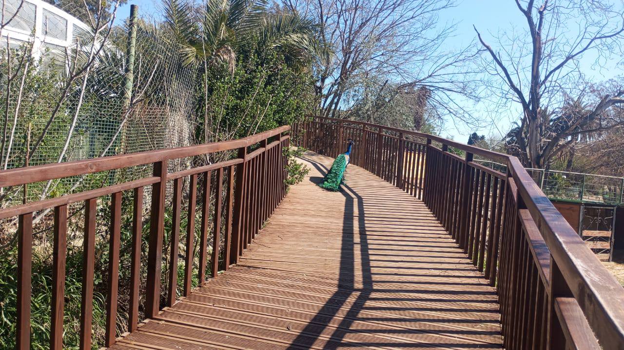 العيد الوطني للطفولة: ماراطون للأطفال والأسر غدا السبت بحديقة البلفيدير