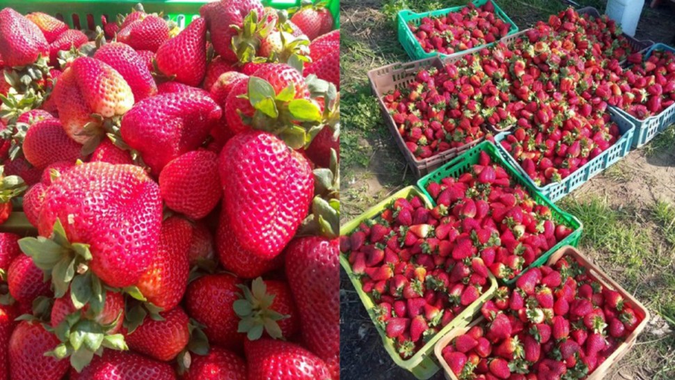 وشتاتة: تقدم موسم جني الفراولة وسط تطور في المساحات المخصصة لهذه الزراعة