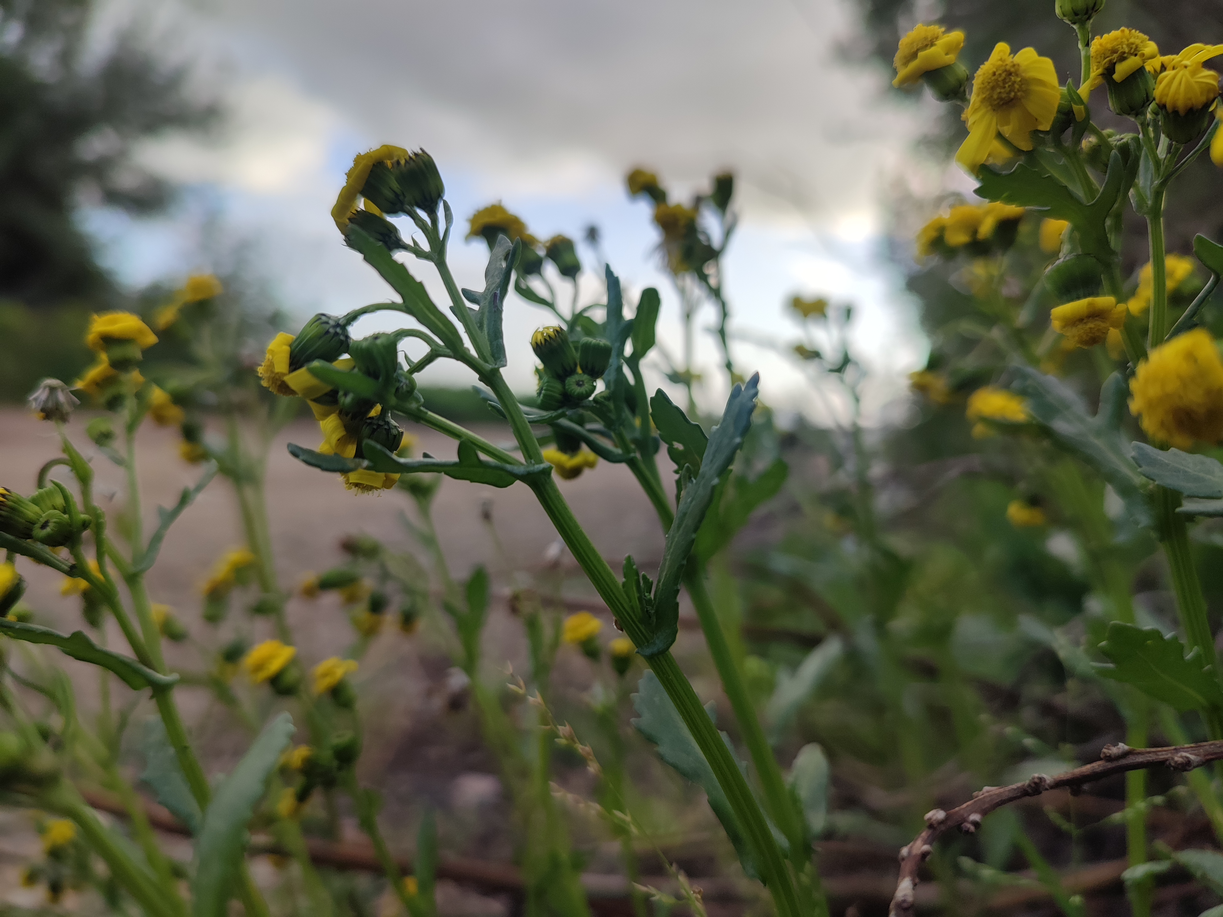 Le ciel nuageux et les températures relativement stables
