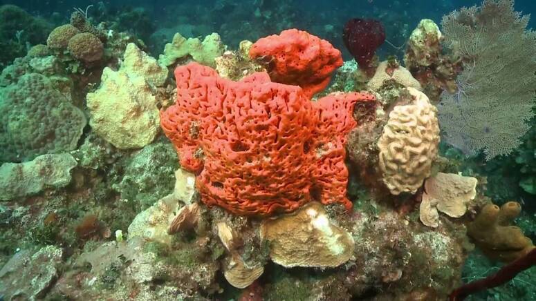 ملتقى بجرجيس حول الإسفنج تراث حي عبر الأجيال