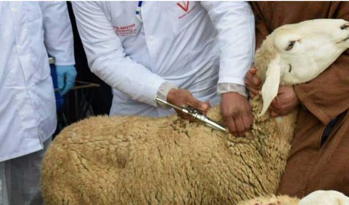 قبلي: تجاوز نسبة 40 بالمائة في عملية تلقيح القطيع من الماعز والأغنام 