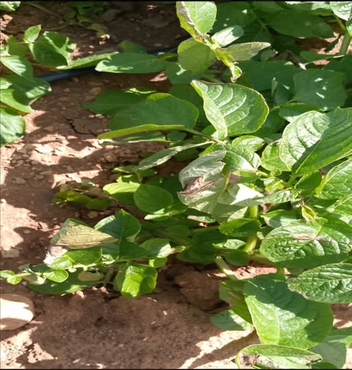 رصد إصابات بمرض "الميلديو" وتوصي الفلاحين باستعمال المبيدات المرخص بها.