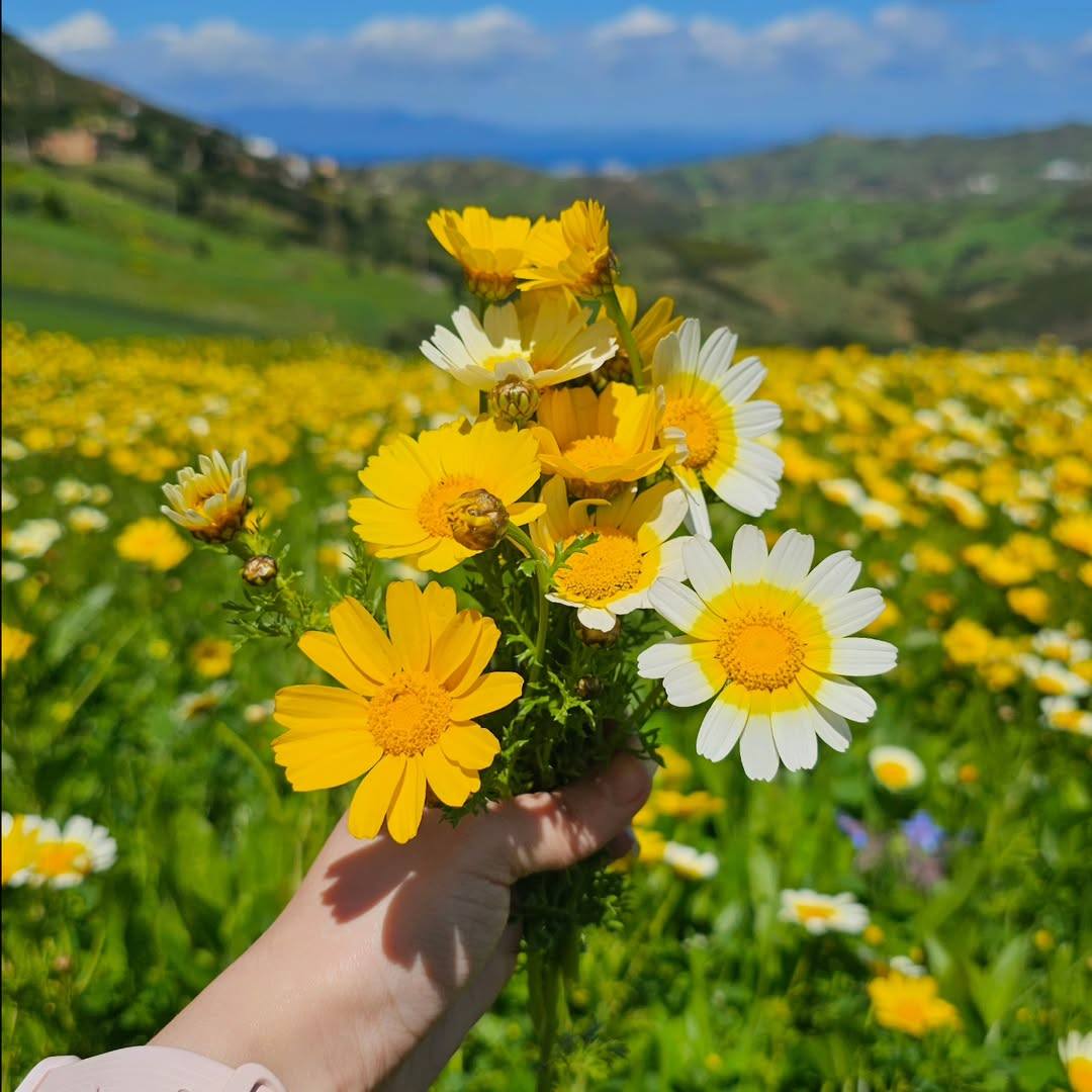 نهاية الأسبوع الجاري: الطقس ربيعي ودافئ