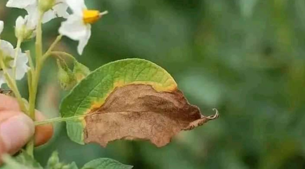  إصابات بمرض "الميلديو": دعوة الفلاحين إلى مداواة حقول البطاطا آليا وفوريا 