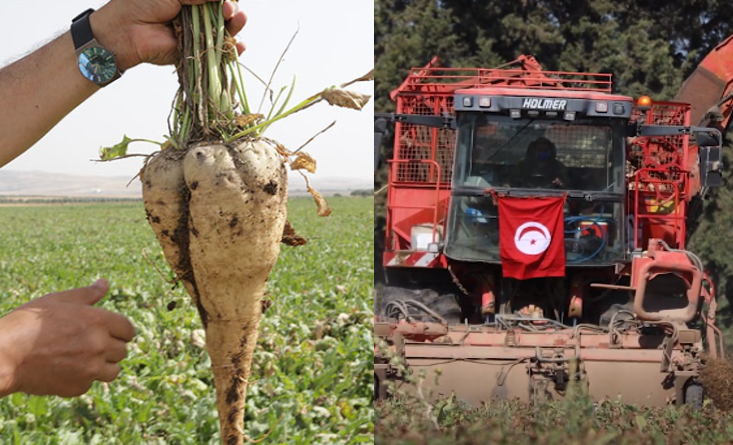 التجربة الفلاحية النموذجيّة في مجال زراعة اللفت السكري بولاية القصرين تحقق نتائج أولية مشجّعة