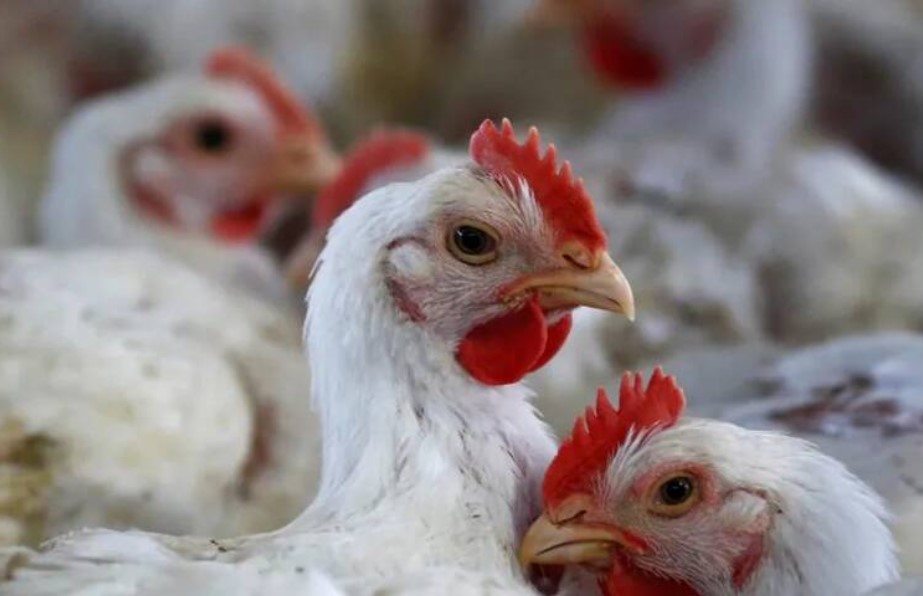 رئيس الغرفة الوطنية لتجار الدواجن : ’’سيتم يوم الاثنين المقبل إصدار مقرر لتنظيم هوامش الربح’’