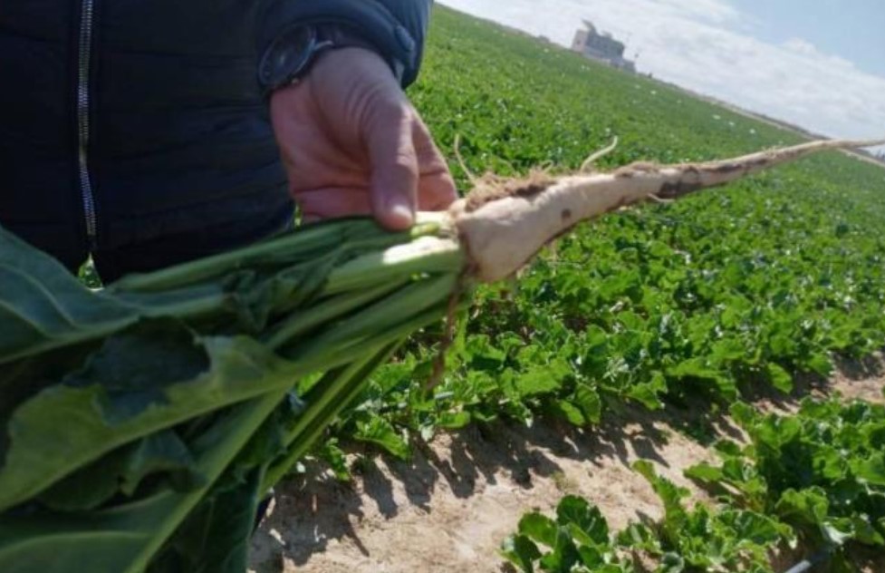 القصرين: نجاح أوّلي لتجربة زراعة اللفت السكري على مساحة 152 هكتارًا