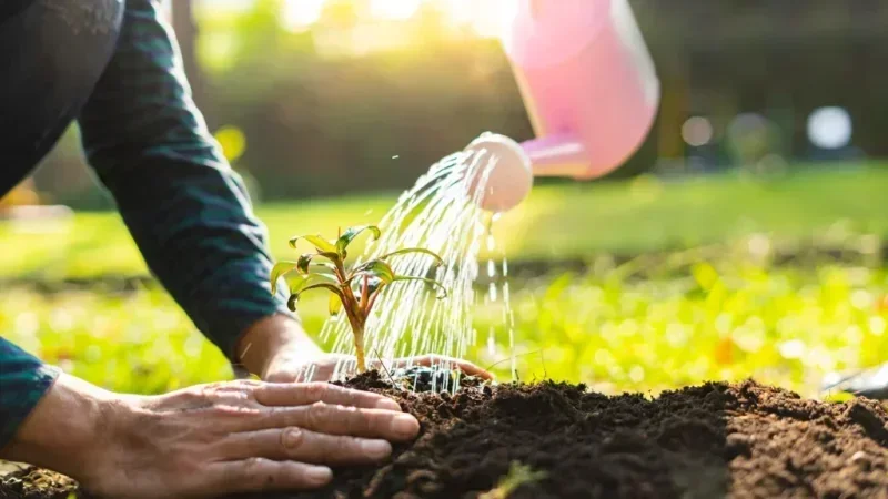 سيدي بوزيد: مشروع بيئي جديد بكُلفة 30 مليون دينار لمُجابهة التصحّر والتغيّيرات المناخيّة