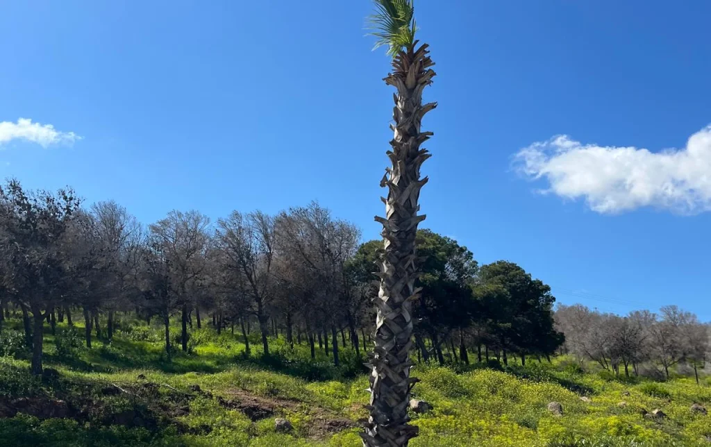 مبادرة من المجتمع المدني لإعادة الحياة لغابات الناظور وتعزيز المجهود الوطني للتشجير