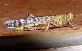 قفصة: خطة جهوية استباقية للتوقي من آفة الجراد الصحراوي