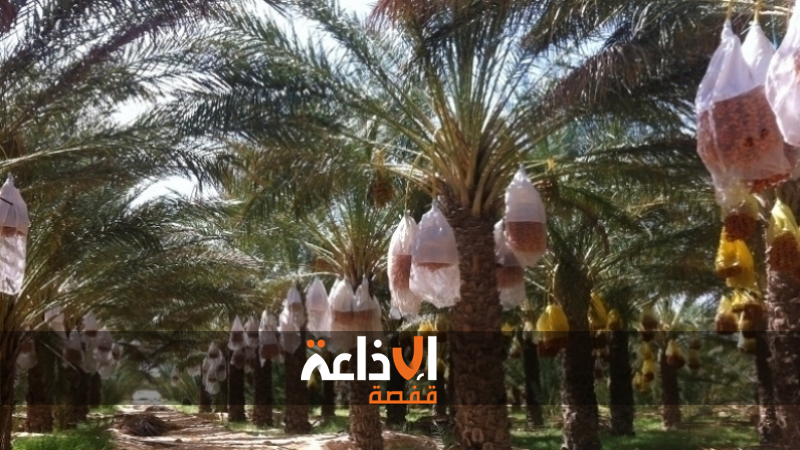 توزر : ايام اعلامية تحسيسية وتكوينية للتعريف باهمية اعتماد التلقيح الالي للنخيل