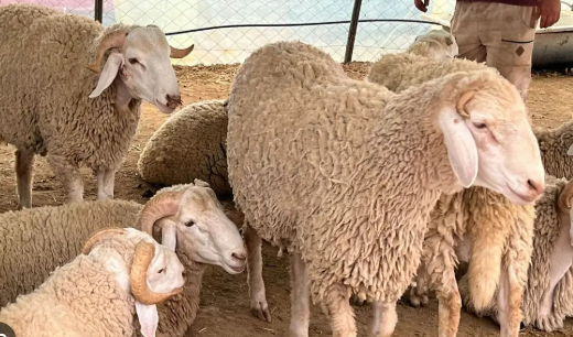 Aïd : les prix des moutons pourraient atteindre 3 000 dinars