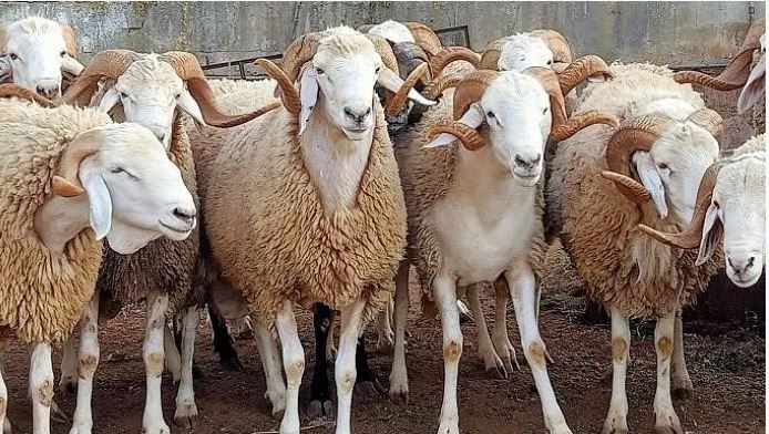 الاستعداد لعيد الأضحى : وزير التجارة يعلن الشروع في إجراءات توريد أضاح وتوفير 3000 رأس على المستوى المحلي