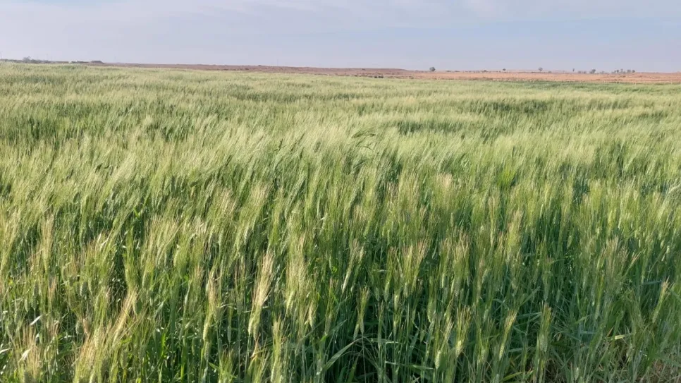 رصد أمراض فطرية تهدّد حقول القمح ووزارة الفلاحة تدعو إلى التدخل العاجل