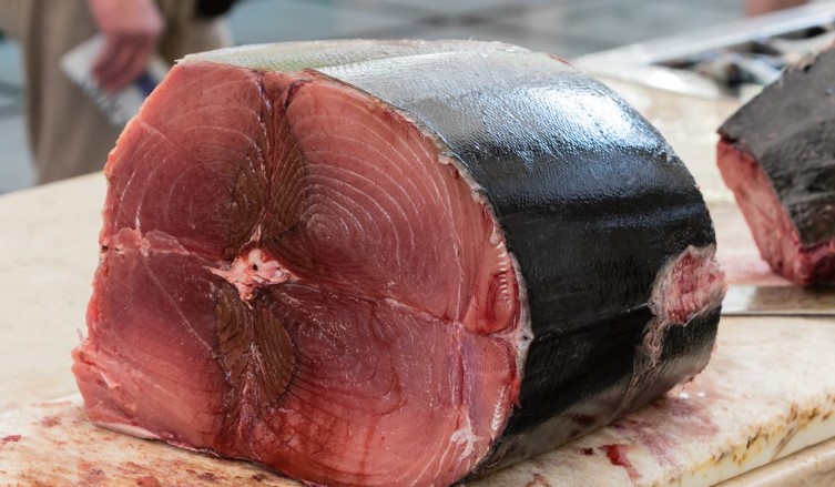 وزارة الفلاحة تعلن عن تنظيم حصص صيد التن الأحمر لموسم 2026 وتحدد آجال تقديم المطالب