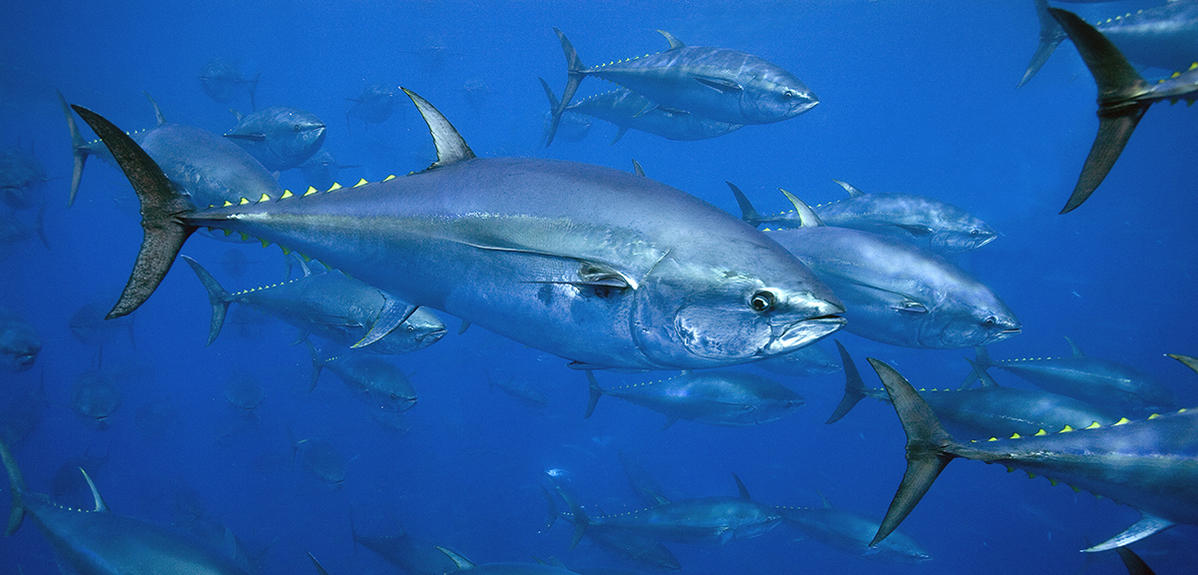 وزارة الفلاحة تعلن عن تنظيم حصص صيد التن الأحمر لموسم 2026 وتحدد آجال تقديم المطالب