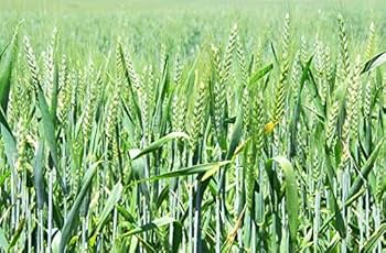 رصد "التبقّع السبتوري والتبقّع البرونزي" في أغلب حقول القمح: رئيس نقابة الفلاحين يدعو للانخراط في عملية المداوة