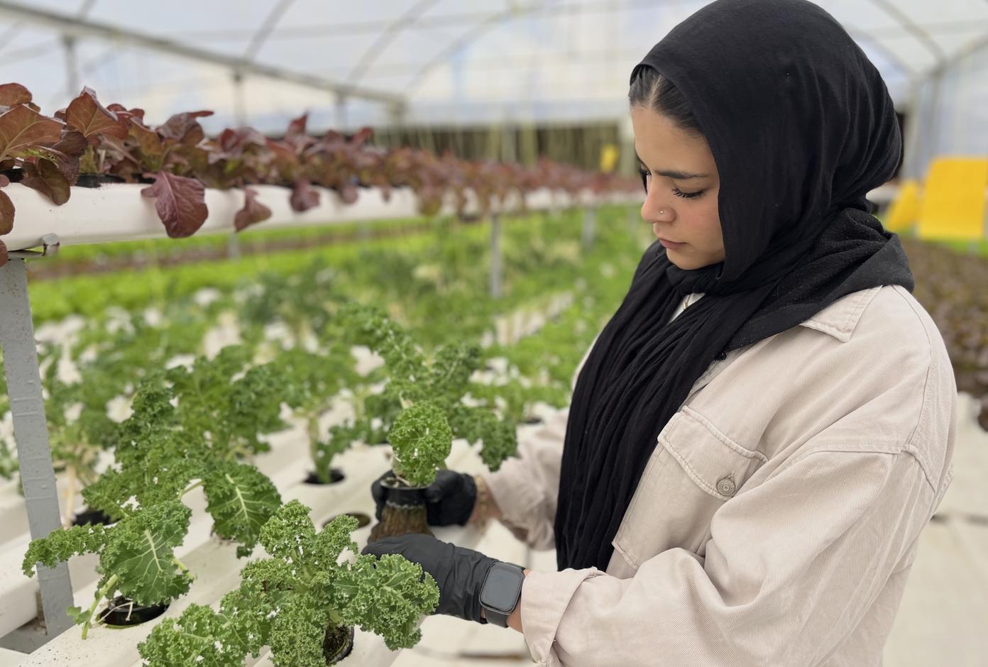 فتح باب الترشحات لبرنامج " مسرع النمو الاخضر والتشغيل" لفائدة المؤسسات الصغرى والمتوسطة التونسية