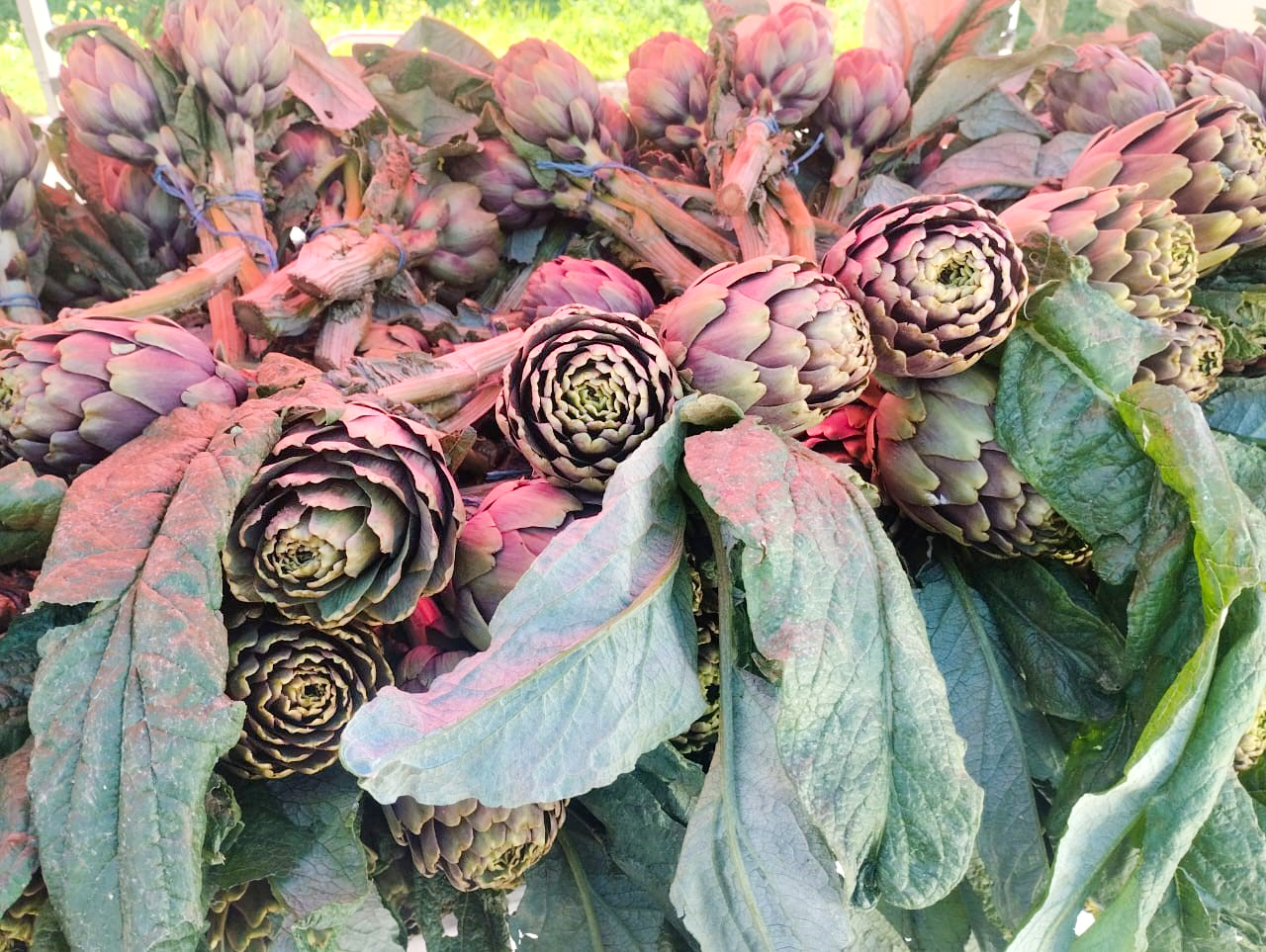 العاصمة: سوق الفلاّح يستأنف نشاطه بمقر اتحاد الفلاحة بتونس