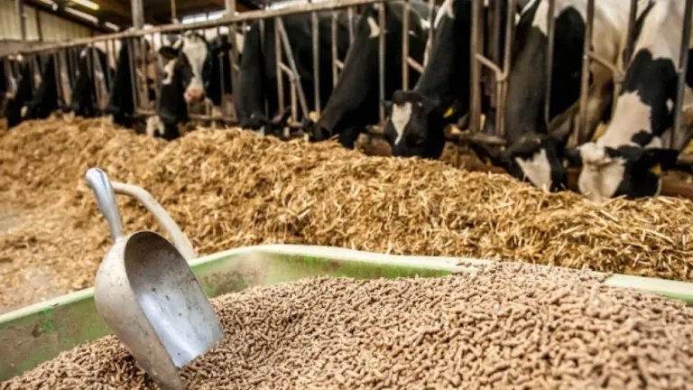 الديوان الوطني للأعلاف يضبط أسعار بيع الذرة العلفية المعبأة وإجراءات التزود بها