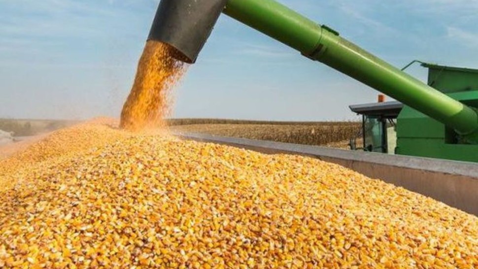 ديوان الأعلاف يضبط أسعار بيع الذرة العلفية المعبأة وإجراءات التزود بها