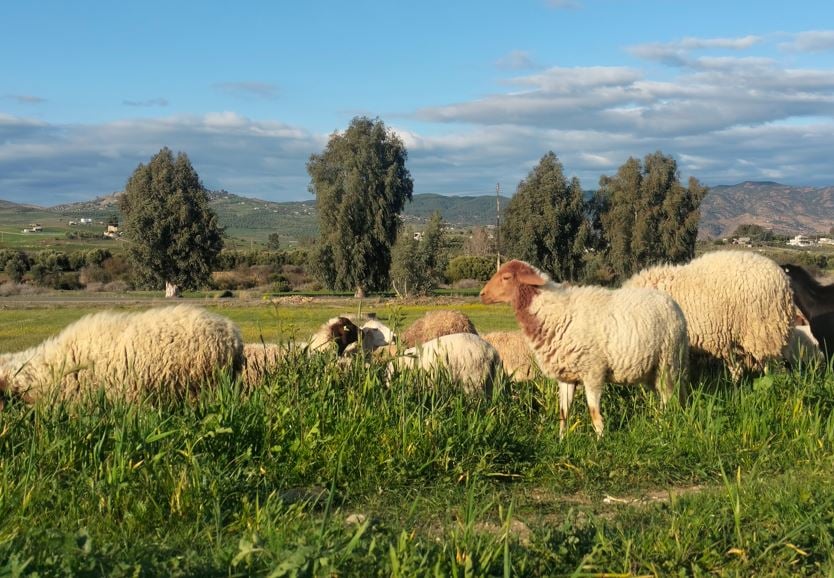 الشروع في إحصاء ميداني لقطاع المواشي ونحو رقمنة بيانات القطيع