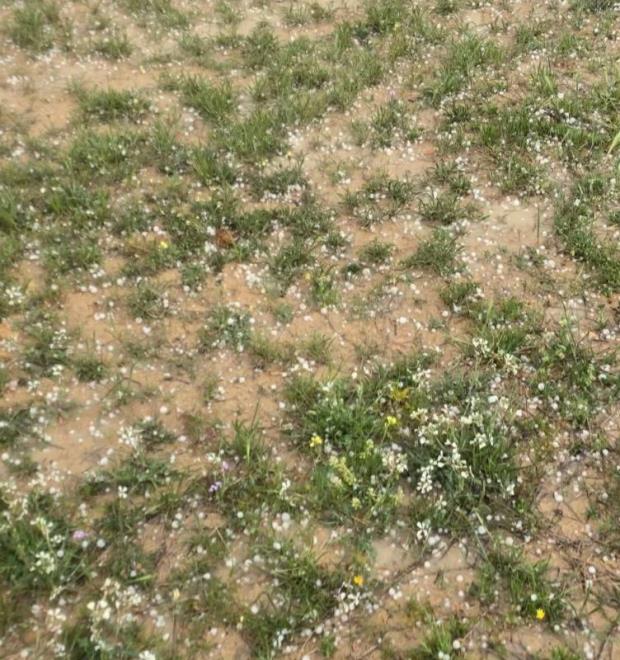 الإتحاد الجهوي للفلاحة والصيد البحري بالقصرين: الأمطار تُنعش الزراعات الكبرى وتساقط البرد يُلحق اضرارا في بعض الزراعات الفصلية