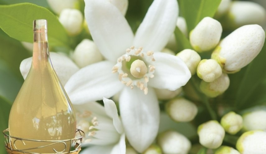 جمعية صيانة مدينة نابل تنظم " مهرجان الزهر من 17 الى 19 أفريل 2026