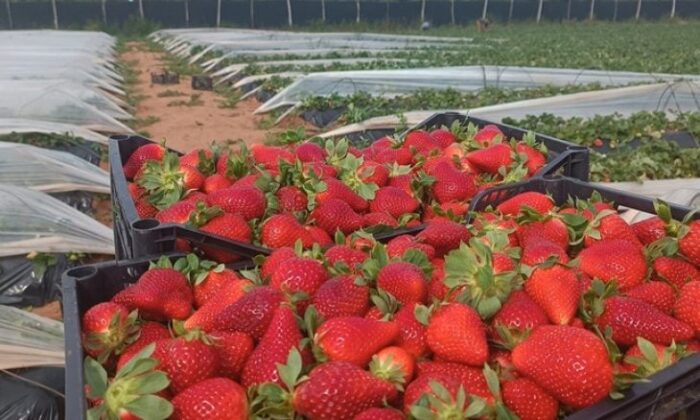 رئيس الهيئة الوطنية للسلامة الصحية للمنتجات الغذائية ينفي ما راج من أخبار حول صابة الفراولة