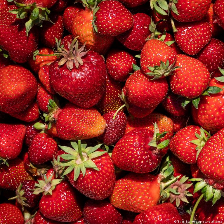 محمد الرابحي يؤكد سلامة الفراولة المتوفرة في الأسواق.