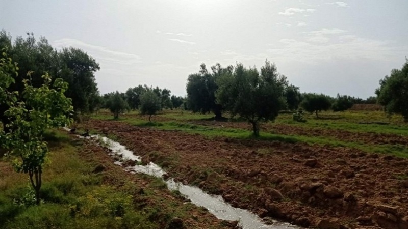 سوسة : استرجاع قطعة أرض كائنة بمعتمدية النفيضة محل استغلال بصفة غير قانونية