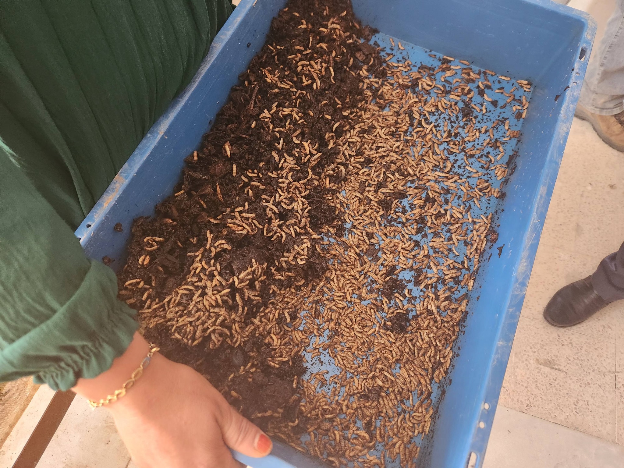 مدنين: ذباب الجندي الأسود يرسكل النفايات العضوية إلى سماد مفيد للنباتات والتربة....من مبادة مصغّرة إلى مشروع بيئي يخلق أثرًا