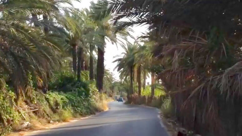 توزر: تقدم الاعداد للموسم الفلاحي بواحات الجريد وتلقيح ما بين 41 و45 من العراجين