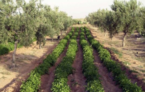 Répit climatique : des récoltes prometteuses sous la menace de crises phytosanitaires