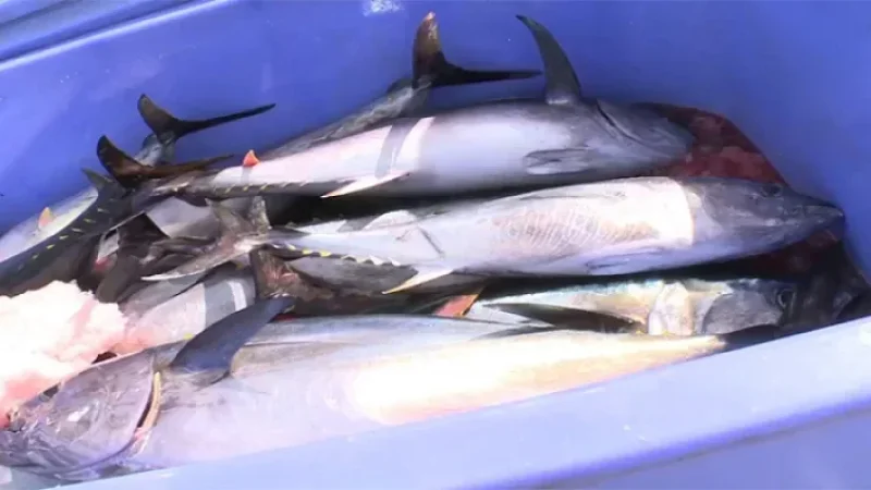 وزارة الفلاحة تضبط قائمة وحدات صيد التن الأحمر لموسم 2026