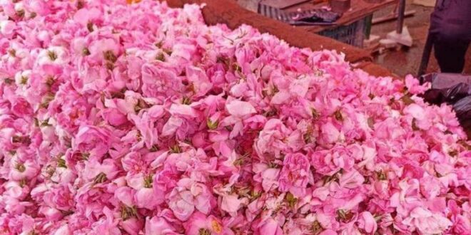 قطاع الورد في تونس ثروة عطرية بين القيمة المضافة والتحديات الهيكلية